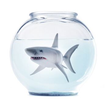 A shark in a goldfish bowl